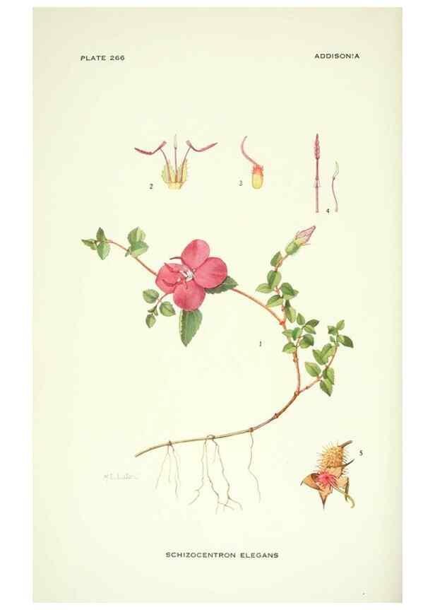 Reproducción/Reproduction 46919300191: Addisonia :. New York :New York Botanical Garden,1916-[1964].. 