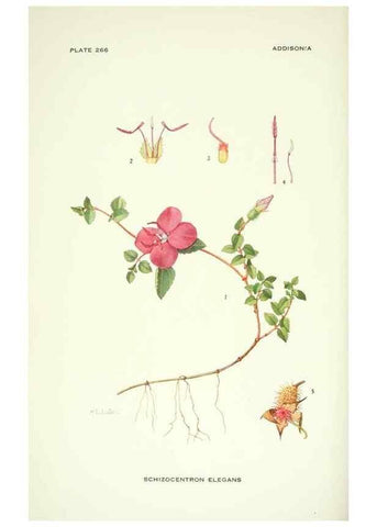 Reproducción/Reproduction 46919300191: Addisonia :. New York :New York Botanical Garden,1916-[1964].. 