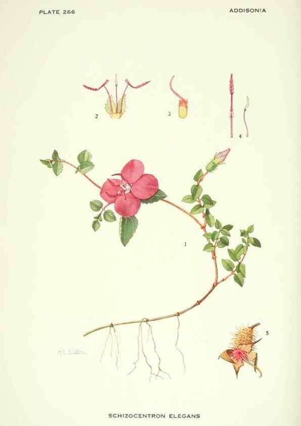 Reproducción/Reproduction 46919300191: Addisonia :. New York :New York Botanical Garden,1916-[1964].. 