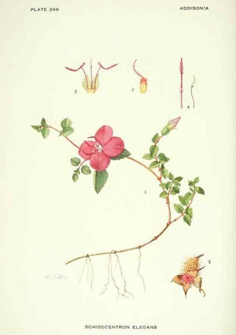 Reproducción/Reproduction 46919300191: Addisonia :. New York :New York Botanical Garden,1916-[1964].. 