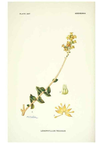Reproducción/Reproduction 46004938305: Addisonia :. New York :New York Botanical Garden,1916-[1964].. 