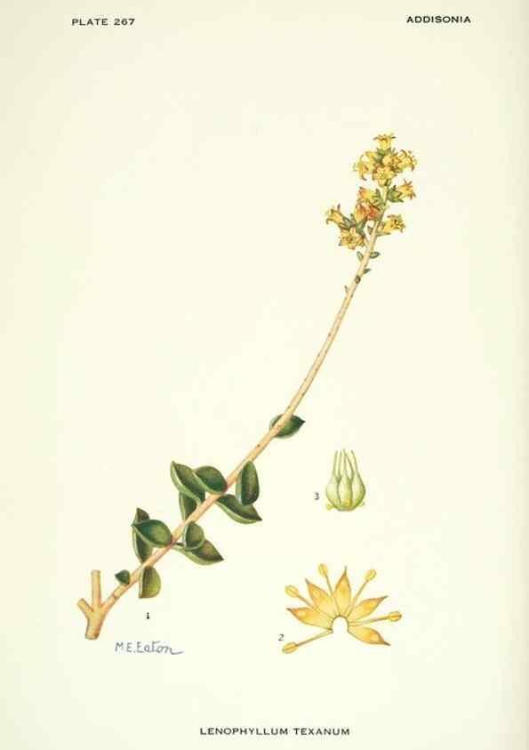 Reproducción/Reproduction 46004938305: Addisonia :. New York :New York Botanical Garden,1916-[1964].. 