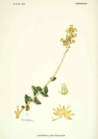 Reproducción/Reproduction 46004938305: Addisonia :. New York :New York Botanical Garden,1916-[1964].. 