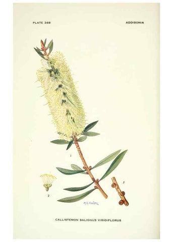 Reproducción/Reproduction 46867132962: Addisonia :. New York :New York Botanical Garden,1916-[1964].. 