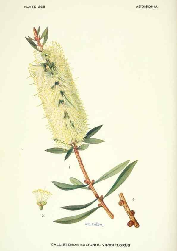 Reproducción/Reproduction 46867132962: Addisonia :. New York :New York Botanical Garden,1916-[1964].. 