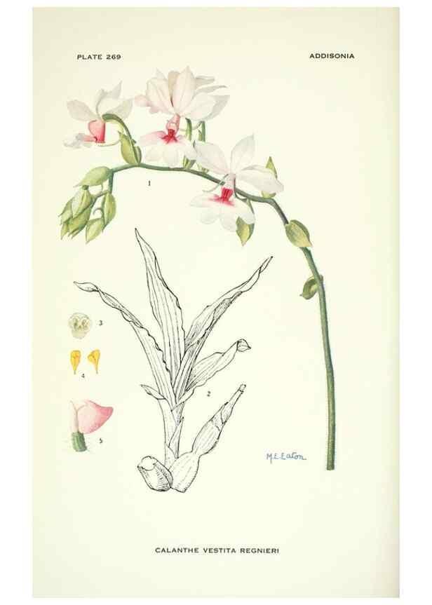 Reproducción/Reproduction 46004939835: Addisonia :. New York :New York Botanical Garden,1916-[1964].. 