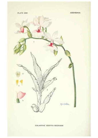 Reproducción/Reproduction 46004939835: Addisonia :. New York :New York Botanical Garden,1916-[1964].. 