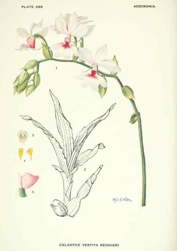 Reproducción/Reproduction 46004939835: Addisonia :. New York :New York Botanical Garden,1916-[1964].. 