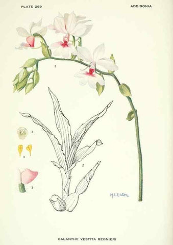Reproducción/Reproduction 46004939835: Addisonia :. New York :New York Botanical Garden,1916-[1964].. 