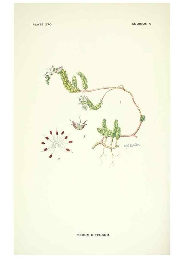 Reproducción/Reproduction 46004940745: Addisonia :. New York :New York Botanical Garden,1916-[1964].. 