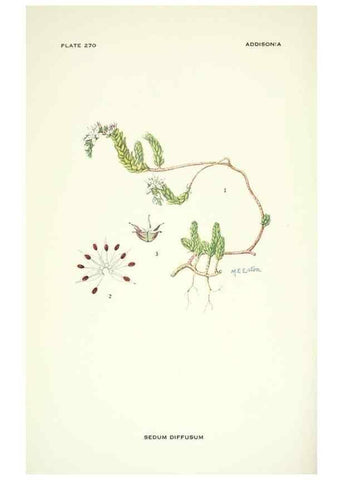 Reproducción/Reproduction 46004940745: Addisonia :. New York :New York Botanical Garden,1916-[1964].. 
