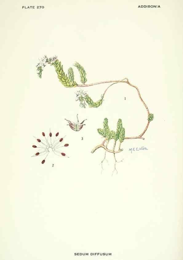 Reproducción/Reproduction 46004940745: Addisonia :. New York :New York Botanical Garden,1916-[1964].. 