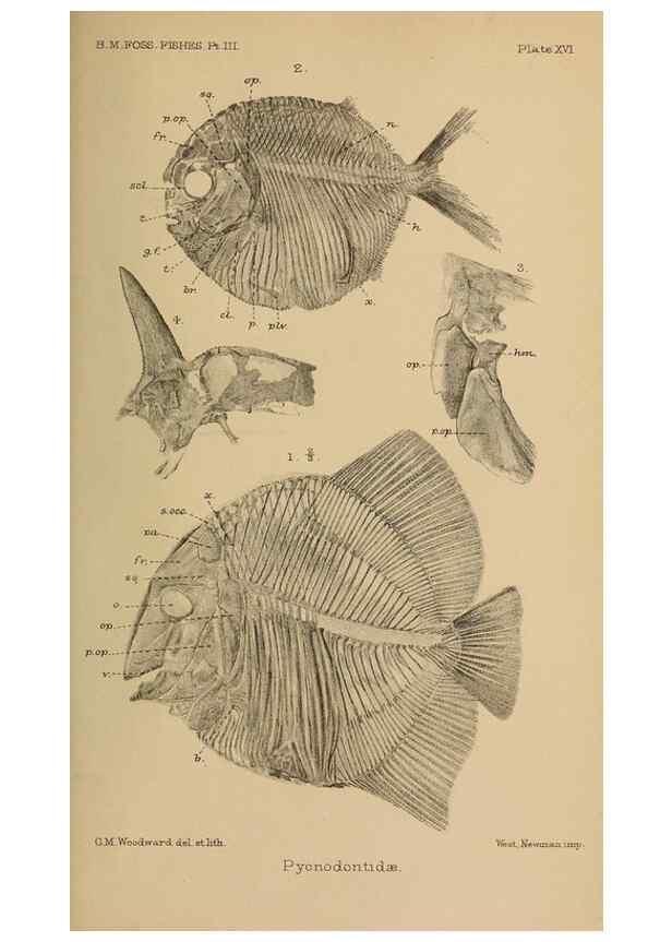 Reproducción/Reproduction 39954683803: Catalogue of the fossil fishes in the British Museum (Natural History) .... London,Printed by order of the Trustees,1889-1901.. 