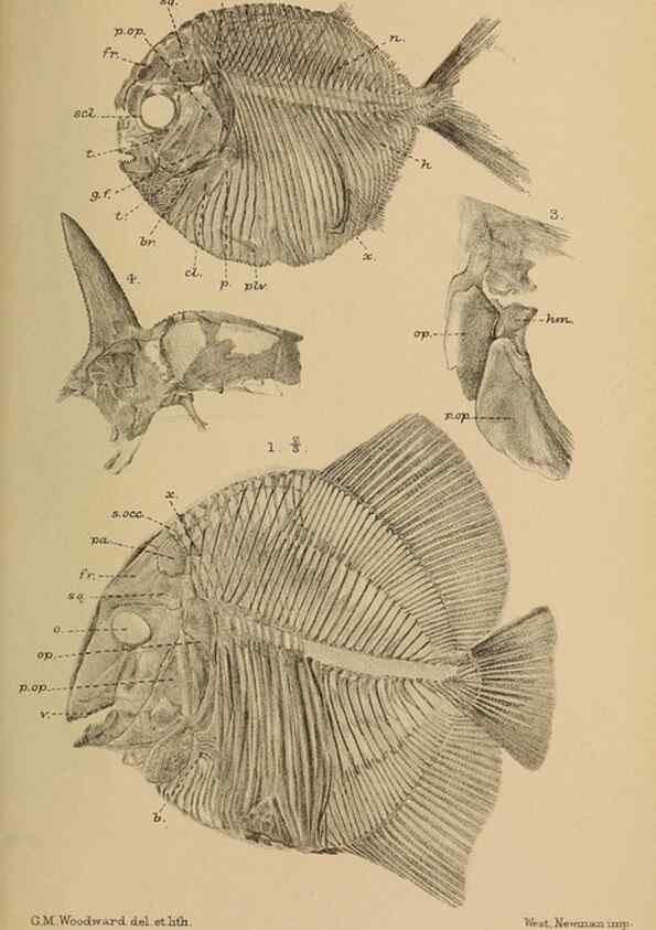Reproducción/Reproduction 39954683803: Catalogue of the fossil fishes in the British Museum (Natural History) .... London,Printed by order of the Trustees,1889-1901.. 