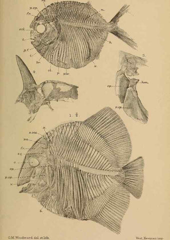 Reproducción/Reproduction 39954683803: Catalogue of the fossil fishes in the British Museum (Natural History) .... London,Printed by order of the Trustees,1889-1901.. 