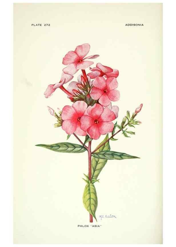 Reproducción/Reproduction 33043943148: Addisonia :. New York :New York Botanical Garden,1916-[1964].. 