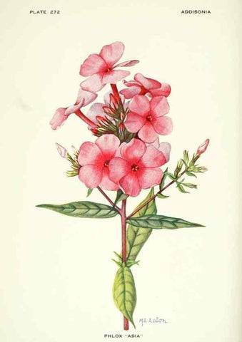 Reproducción/Reproduction 33043943148: Addisonia :. New York :New York Botanical Garden,1916-[1964].. 