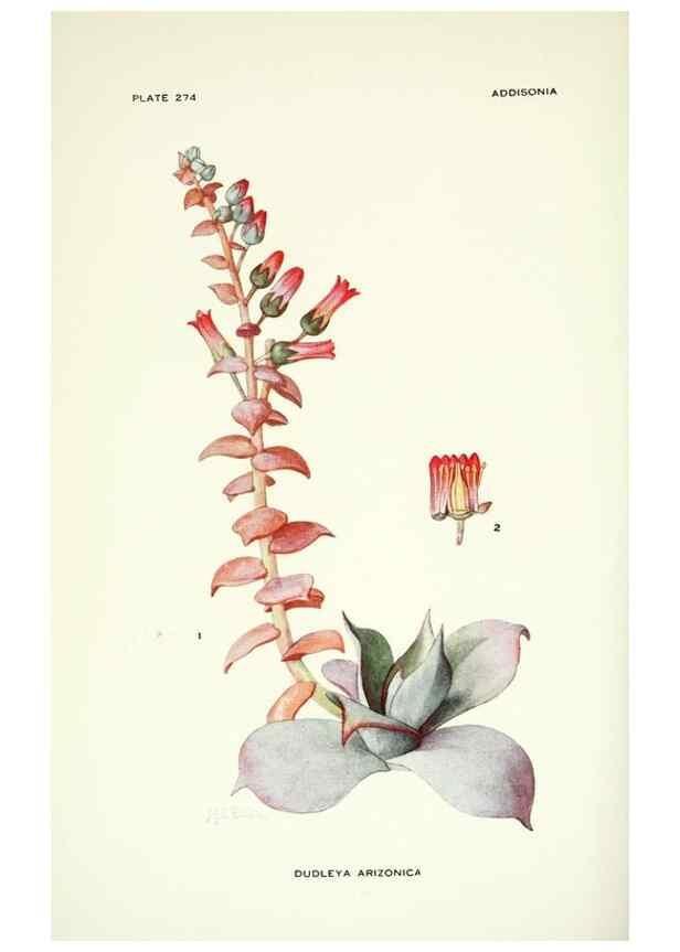Reproducción/Reproduction 46004943245: Addisonia :. New York :New York Botanical Garden,1916-[1964].. 