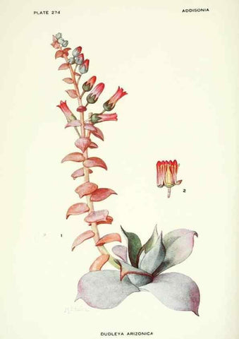 Reproducción/Reproduction 46004943245: Addisonia :. New York :New York Botanical Garden,1916-[1964].. 