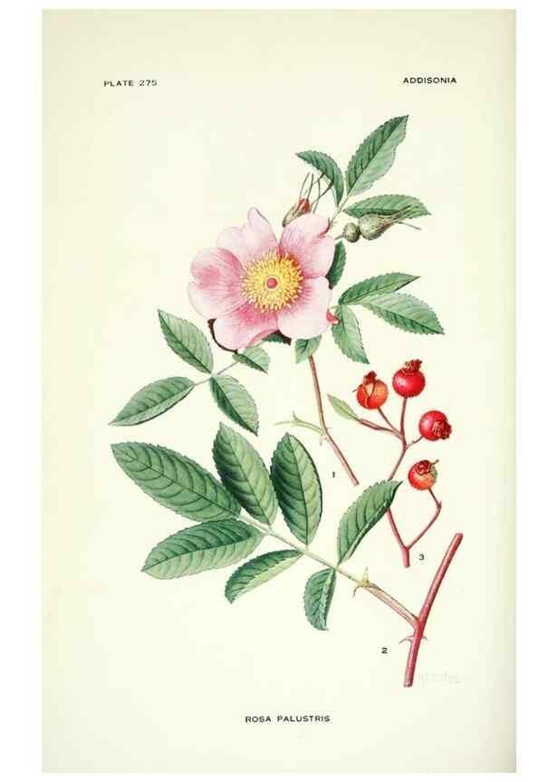 Reproducción/Reproduction 46867137672: Addisonia :. New York :New York Botanical Garden,1916-[1964].. 