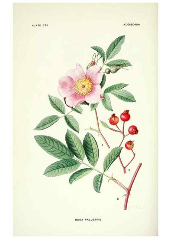 Reproducción/Reproduction 46867137672: Addisonia :. New York :New York Botanical Garden,1916-[1964].. 