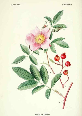 Reproducción/Reproduction 46867137672: Addisonia :. New York :New York Botanical Garden,1916-[1964].. 