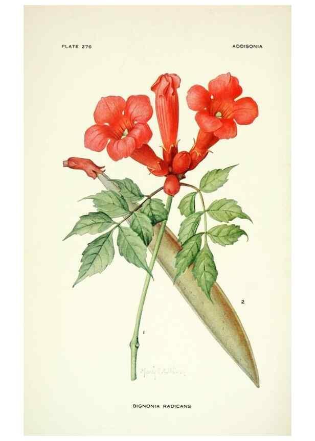 Reproducción/Reproduction 46919309951: Addisonia :. New York :New York Botanical Garden,1916-[1964].. 