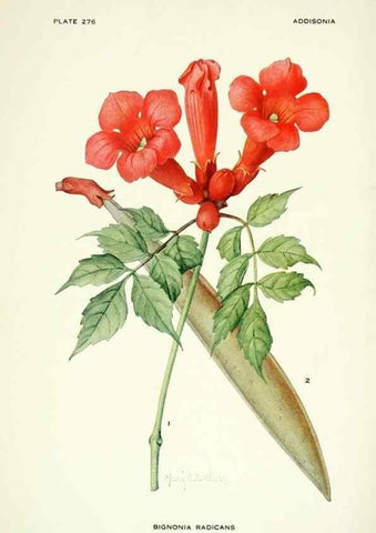 Reproducción/Reproduction 46919309951: Addisonia :. New York :New York Botanical Garden,1916-[1964].. 
