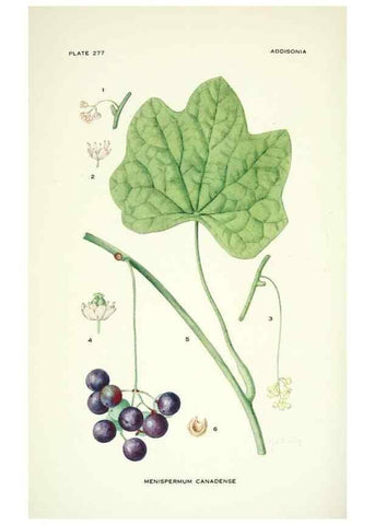 Reproducción/Reproduction 46004945985: Addisonia :. New York :New York Botanical Garden,1916-[1964].. 