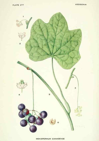 Reproducción/Reproduction 46004945985: Addisonia :. New York :New York Botanical Garden,1916-[1964].. 