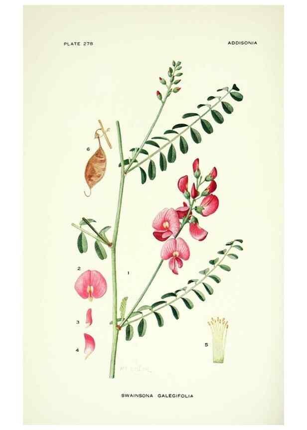 Reproducción/Reproduction 46867140512: Addisonia :. New York :New York Botanical Garden,1916-[1964].. 