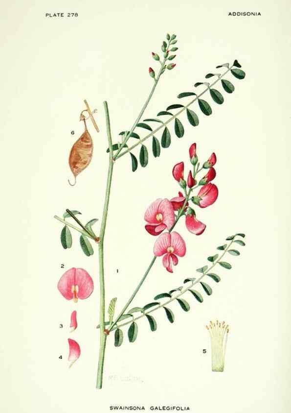 Reproducción/Reproduction 46867140512: Addisonia :. New York :New York Botanical Garden,1916-[1964].. 