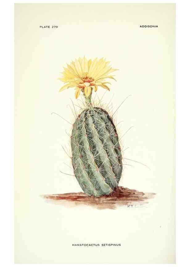 Reproducción/Reproduction 46919313111: Addisonia :. New York :New York Botanical Garden,1916-[1964].. 