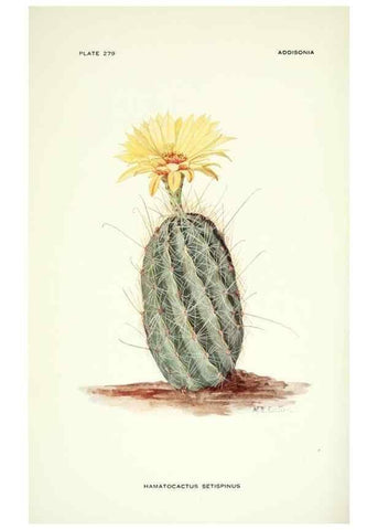 Reproducción/Reproduction 46919313111: Addisonia :. New York :New York Botanical Garden,1916-[1964].. 