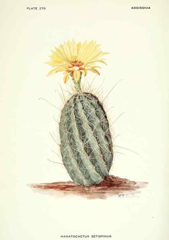 Reproducción/Reproduction 46919313111: Addisonia :. New York :New York Botanical Garden,1916-[1964].. 