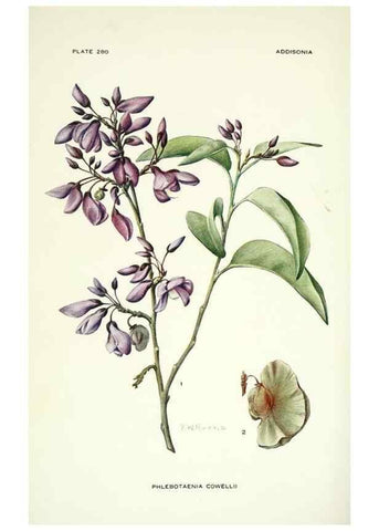 Reproducción/Reproduction 39954513853: Addisonia :. New York :New York Botanical Garden,1916-[1964].. 