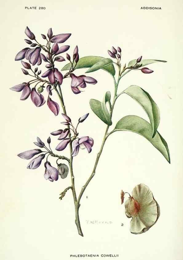 Reproducción/Reproduction 39954513853: Addisonia :. New York :New York Botanical Garden,1916-[1964].. 