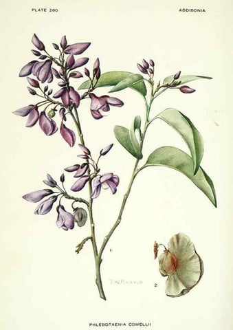 Reproducción/Reproduction 39954513853: Addisonia :. New York :New York Botanical Garden,1916-[1964].. 