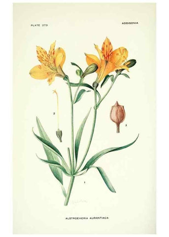 Reproducción/Reproduction 46867136082: Addisonia :. New York :New York Botanical Garden,1916-[1964].. 