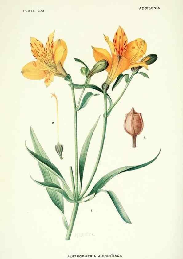 Reproducción/Reproduction 46867136082: Addisonia :. New York :New York Botanical Garden,1916-[1964].. 