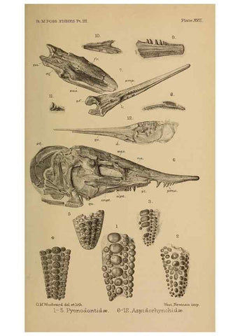 Reproducción/Reproduction 46194596664: Catalogue of the fossil fishes in the British Museum (Natural History) .... London,Printed by order of the Trustees,1889-1901.. 