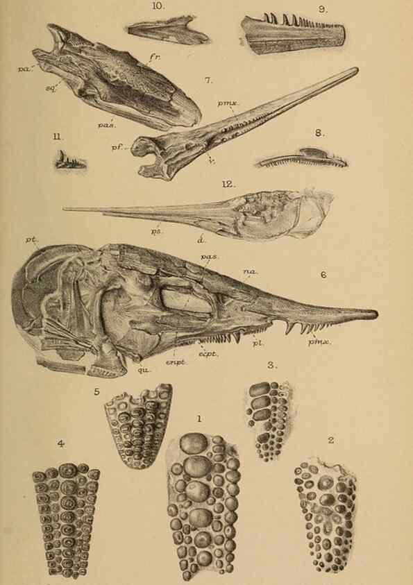 Reproducción/Reproduction 46194596664: Catalogue of the fossil fishes in the British Museum (Natural History) .... London,Printed by order of the Trustees,1889-1901.. 