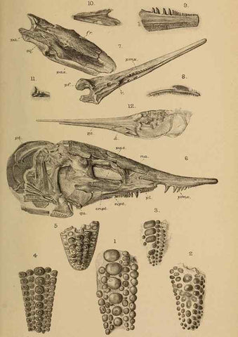 Reproducción/Reproduction 46194596664: Catalogue of the fossil fishes in the British Museum (Natural History) .... London,Printed by order of the Trustees,1889-1901.. 