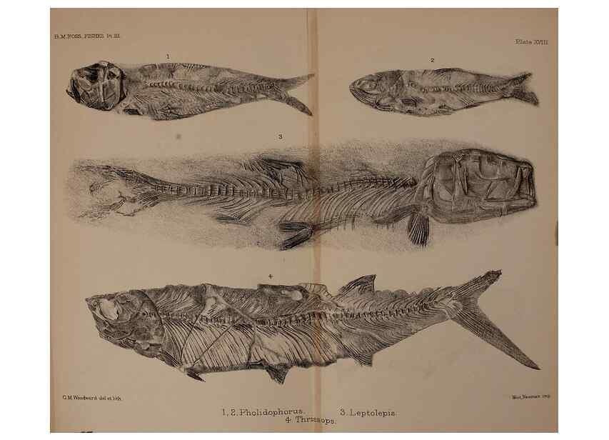 Reproducción/Reproduction 46194598844: Catalogue of the fossil fishes in the British Museum (Natural History) .... London,Printed by order of the Trustees,1889-1901.. 