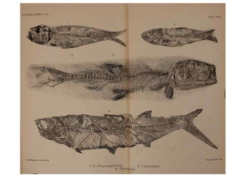 Reproducción/Reproduction 46194598844: Catalogue of the fossil fishes in the British Museum (Natural History) .... London,Printed by order of the Trustees,1889-1901.. 