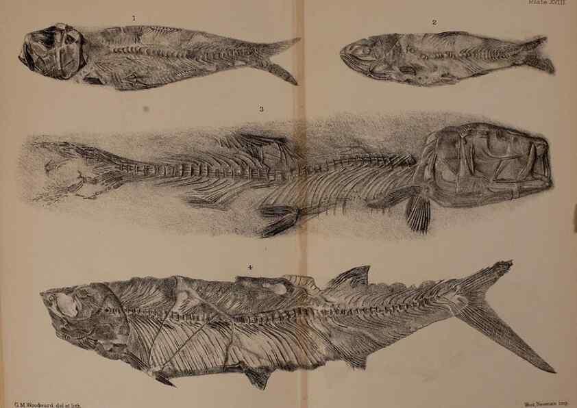Reproducción/Reproduction 46194598844: Catalogue of the fossil fishes in the British Museum (Natural History) .... London,Printed by order of the Trustees,1889-1901.. 