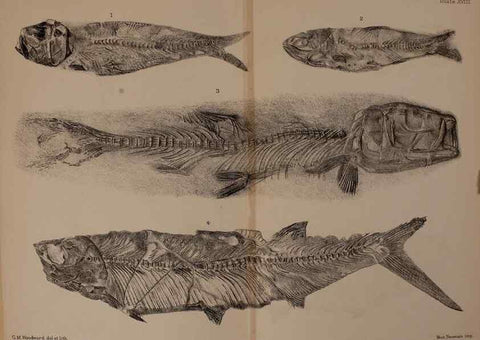 Reproducción/Reproduction 46194598844: Catalogue of the fossil fishes in the British Museum (Natural History) .... London,Printed by order of the Trustees,1889-1901.. 