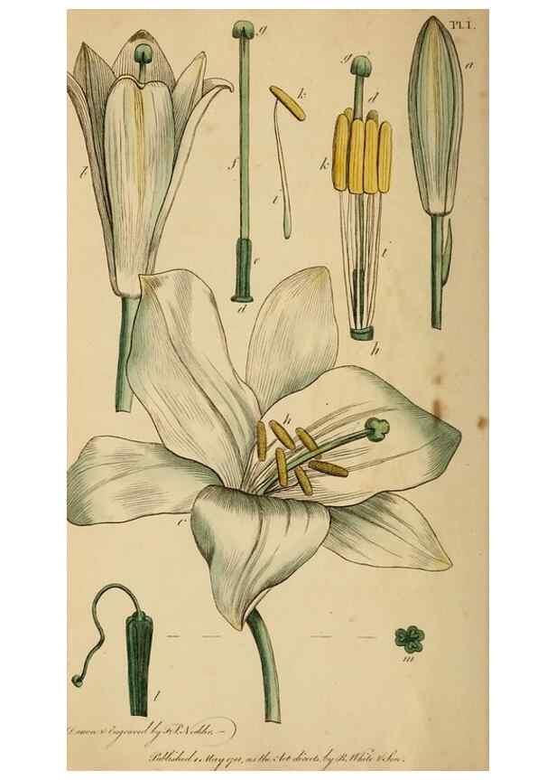 Reproducción/Reproduction 46194657244: Thirty-eight plates, with explanations :. London :Printed for Longman, Hurst, Rees, Orme, and Browne,1817.. 
