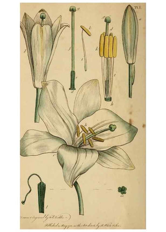 Reproducción/Reproduction 46194657244: Thirty-eight plates, with explanations :. London :Printed for Longman, Hurst, Rees, Orme, and Browne,1817.. 
