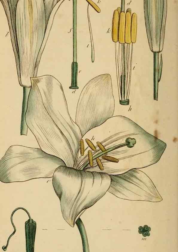 Reproducción/Reproduction 46194657244: Thirty-eight plates, with explanations :. London :Printed for Longman, Hurst, Rees, Orme, and Browne,1817.. 